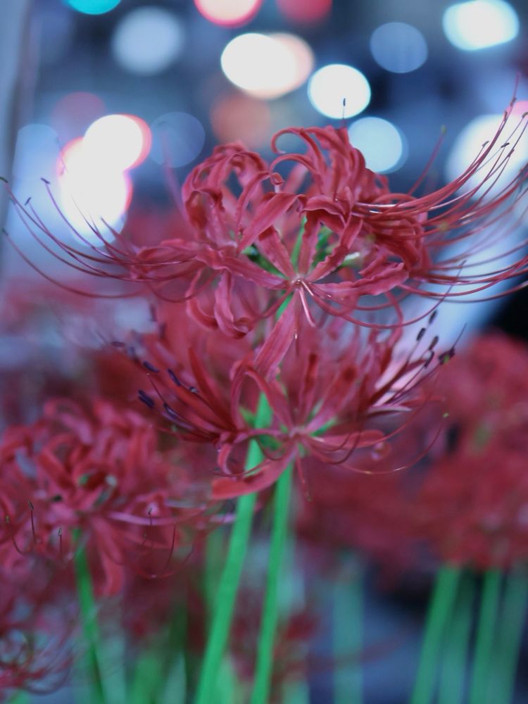 In front of bokeh traffic lights at night, a group of red spider lilies whom you probably shouldn’t hang out with, just in case. 