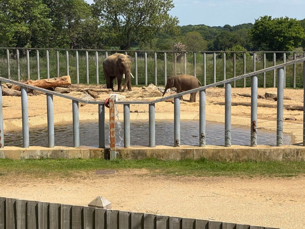 A bull elephant and calf
