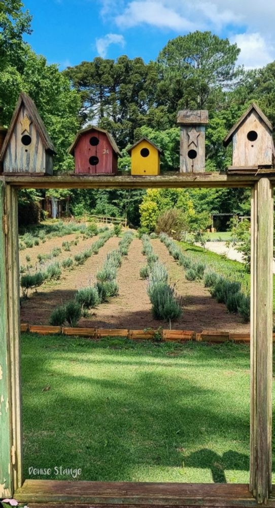 Five colorful wooden birdhouses are mounted along an old wooden window. Behind them stretches a field of lavender in full bloom, with tall trees and a blue sky with some clouds in the background.