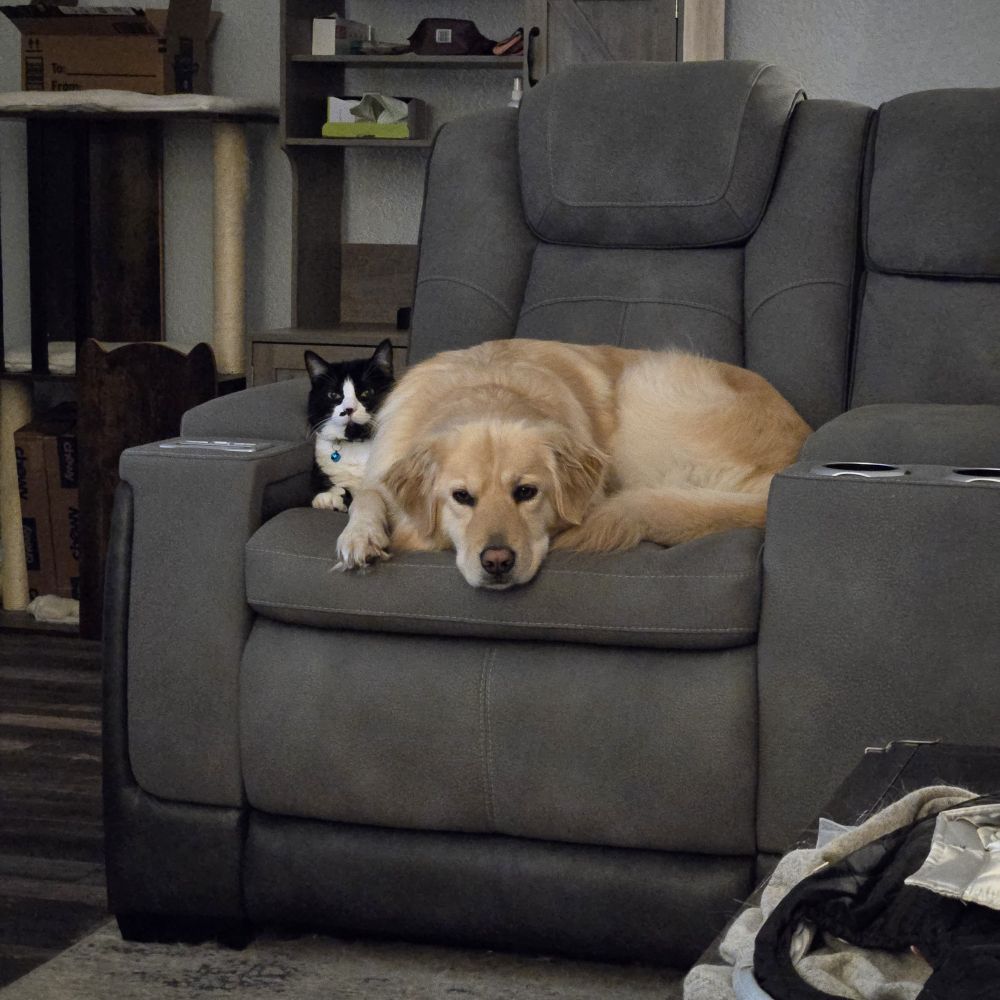 Fluffy, white female dog, sitting on a affronted looking female tuxedo cat. 