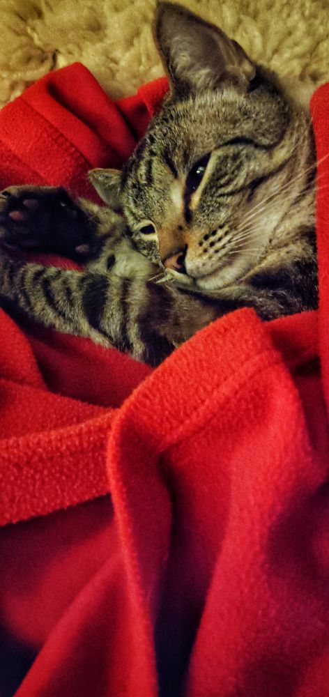 Portrait. Kater Pepe liegt auf der Seite in eine rote Decke gekuschelt. Es sind nur Kopf und Vorderpfoten zu sehen.