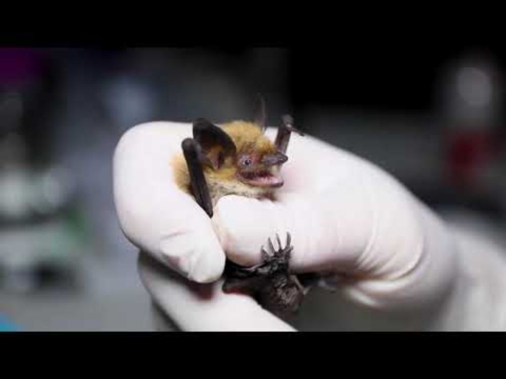 WCS Bat Probiotics YouTube