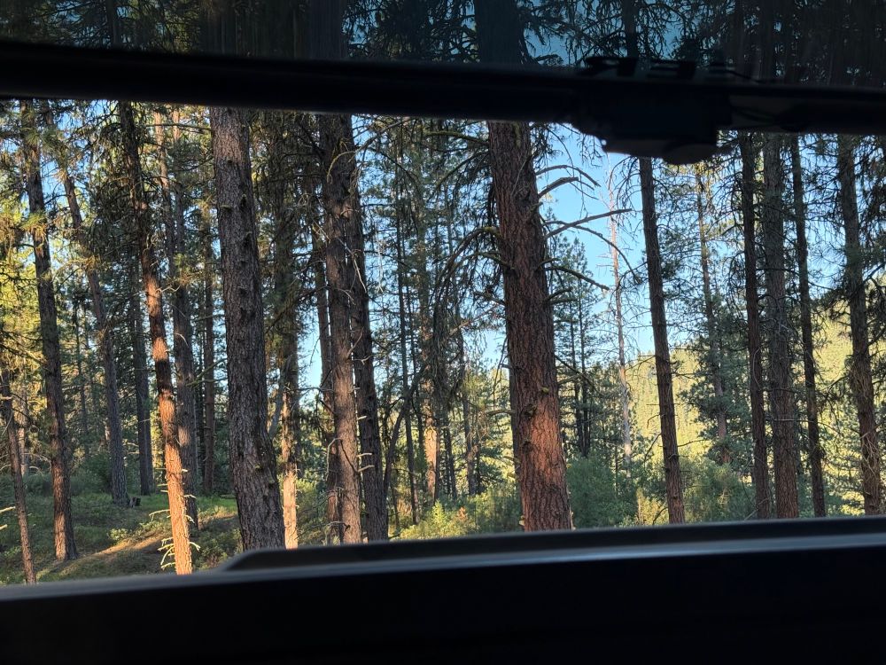 Trees outside camper shell 