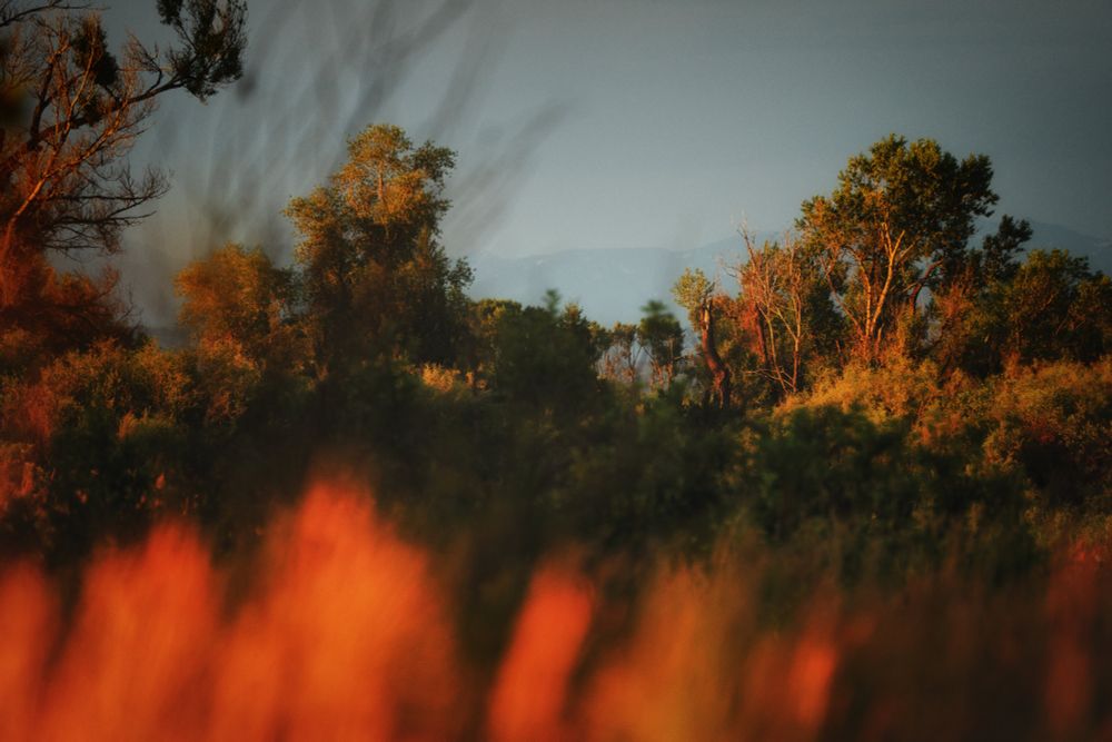 Sun shines on tall grasses and trees in Three Forks, Montana