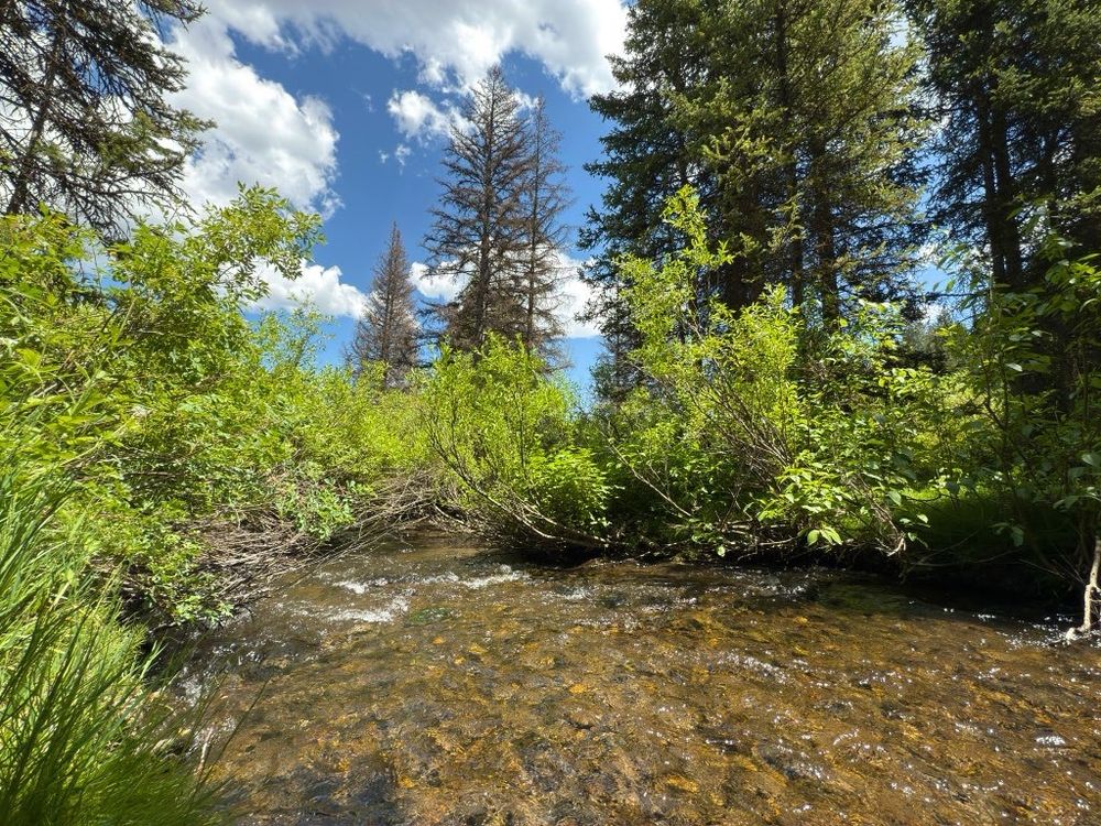 Stream in forest 