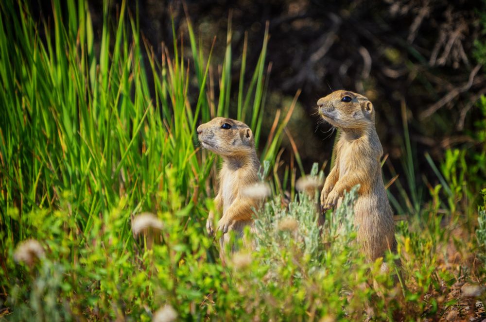 Two prairie dogs sticking their heads up above the grass, Fossil Butte National Monument, Wyoming