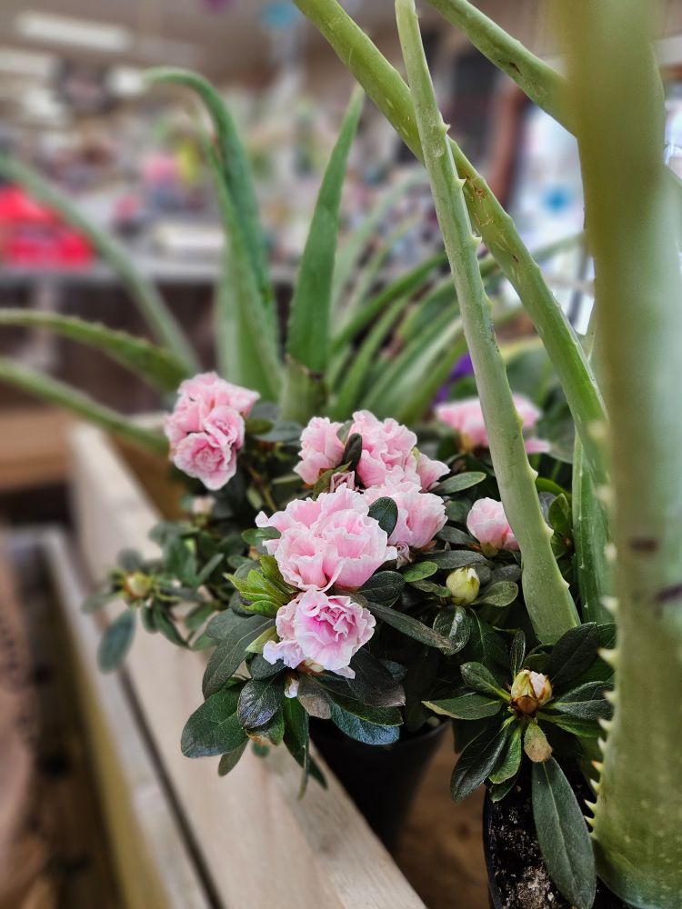Pictured is an upclose image of large aloe plants and a pink, flowing Azalea house plant. 