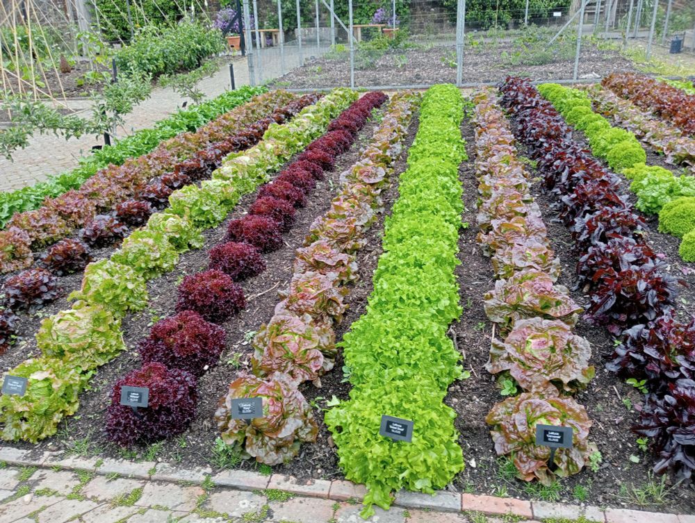Rows of multicolored lettuce at Rosemoor. 
