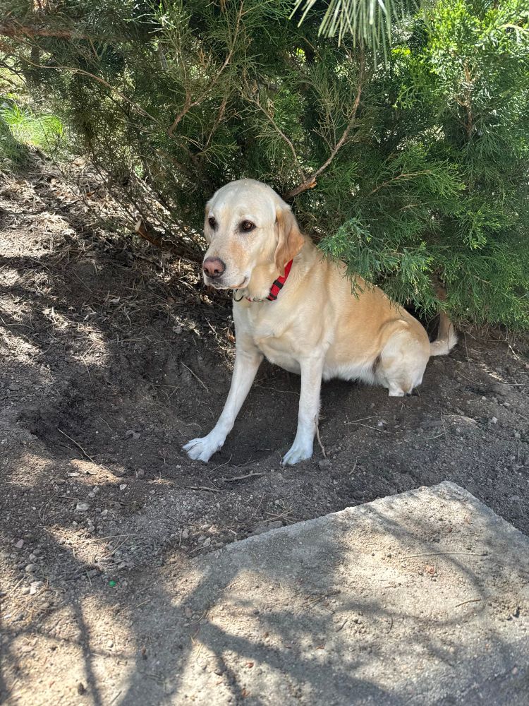 Our big lab/ golden retriever, sitting under a juniper bush, where she has dug a large hole to nap in.