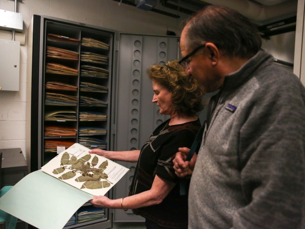 ‘To kill a program’: Duke to close herbarium after over 100 years of operation