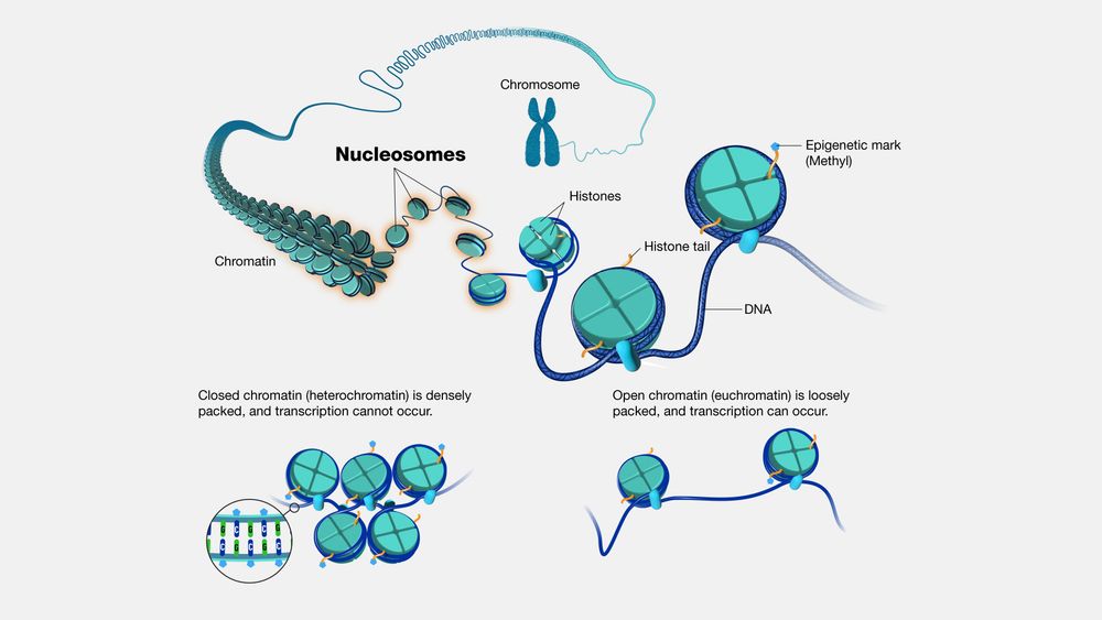 Diagram of chromatin and nucleosomes
from  https://www.genome.gov/genetics-glossary/Nucleosome