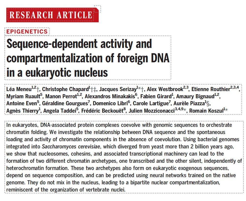 title, authors and abstract
Sequence-dependent activity and compartmentalization of foreign DNA in a eukaryotic nucleus 
https://pubmed.ncbi.nlm.nih.gov/39913590/