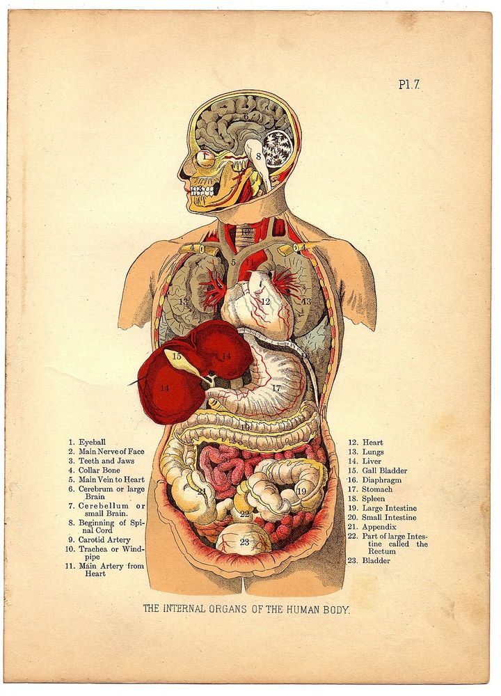 Diagram of our internal organs
https://en.wikipedia.org/wiki/Organ_%28biology%29