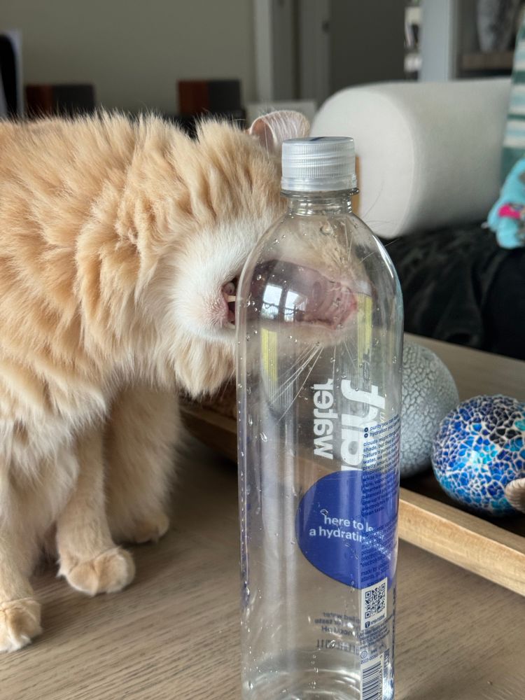 An orange cat trying to bite a smart water bottle on a brown coffee table 