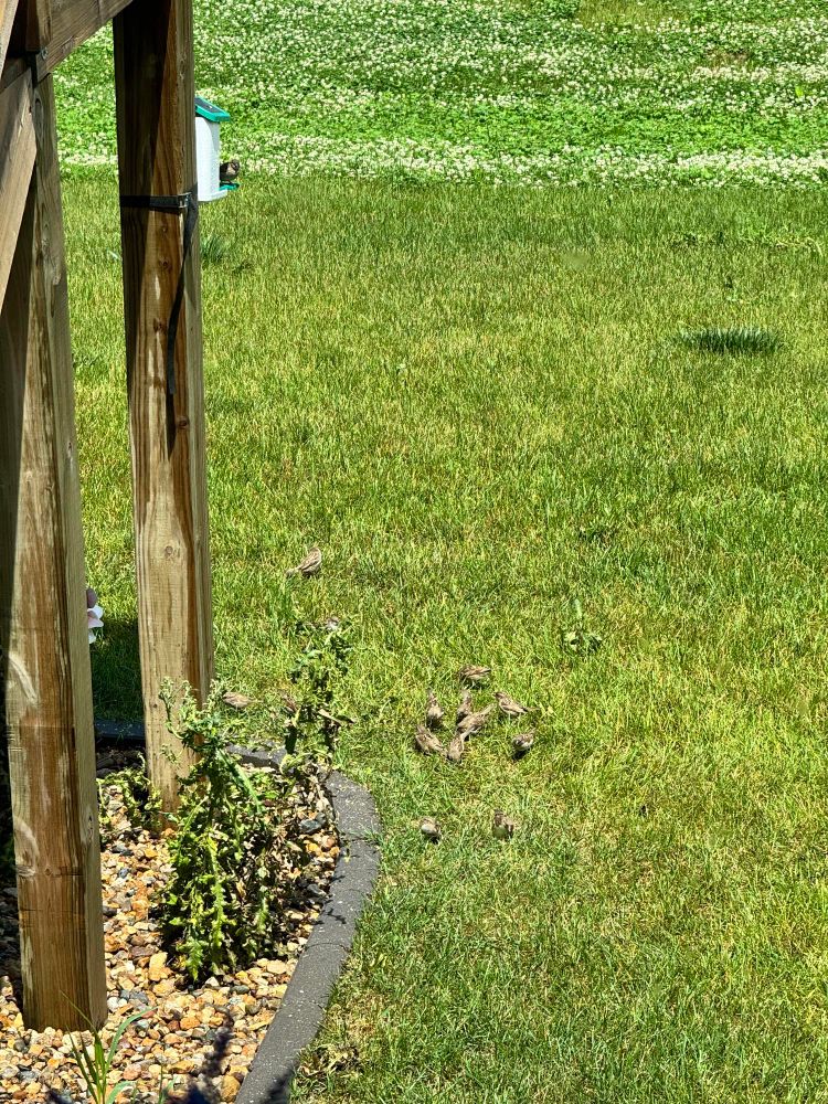 Image of 10-12 birds right next to a deck with a bird feeder attached 