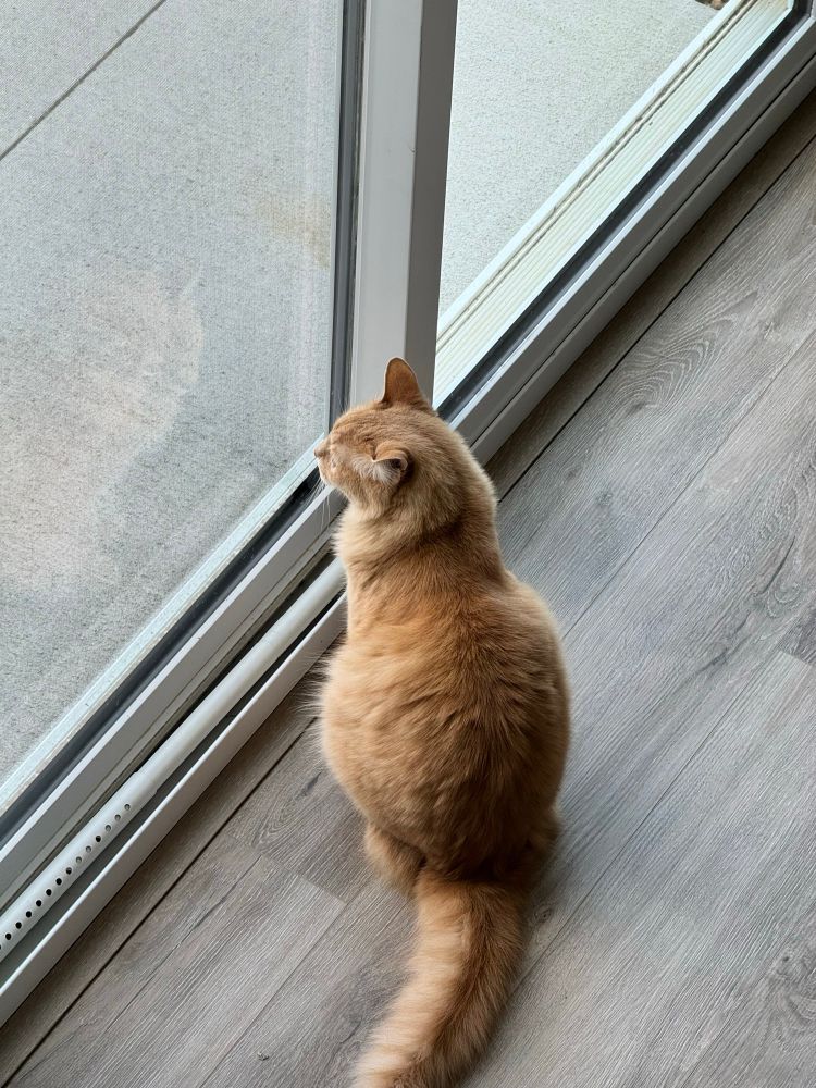 Orange cat sitting next to a window bird watching 