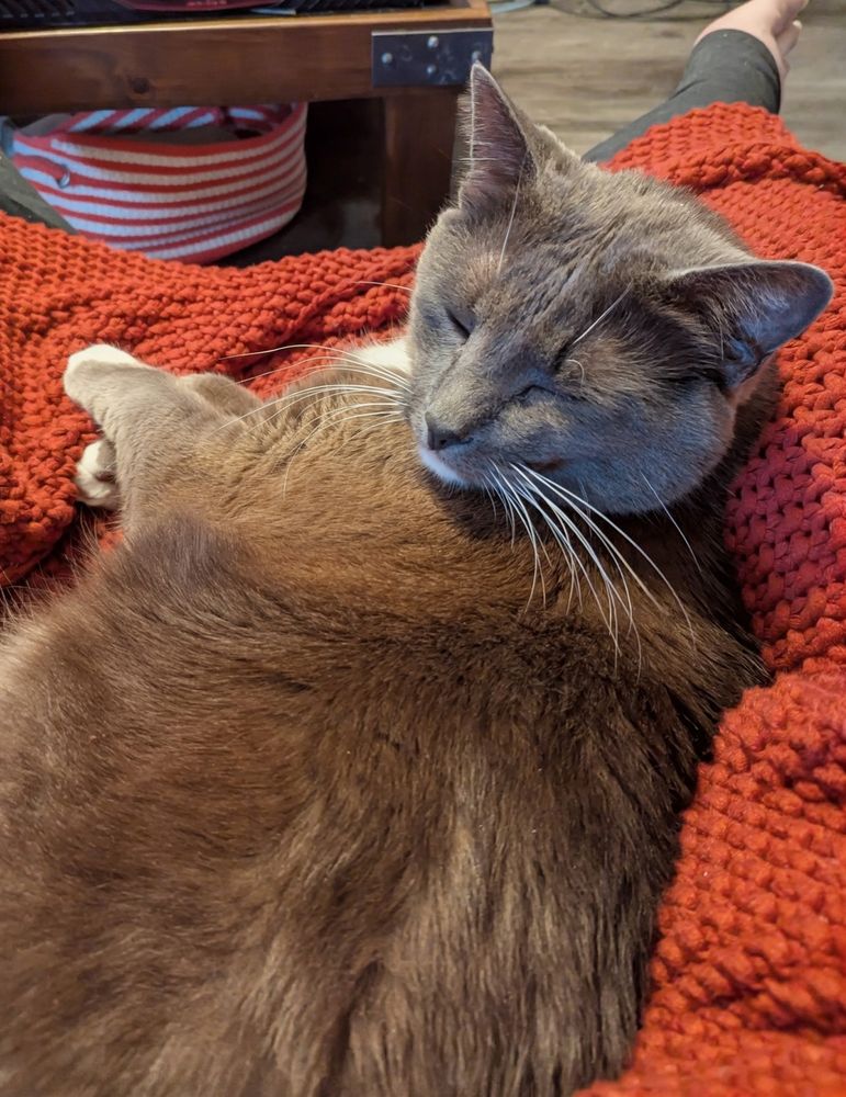 Grey tuxedo cat snuggling in a lap