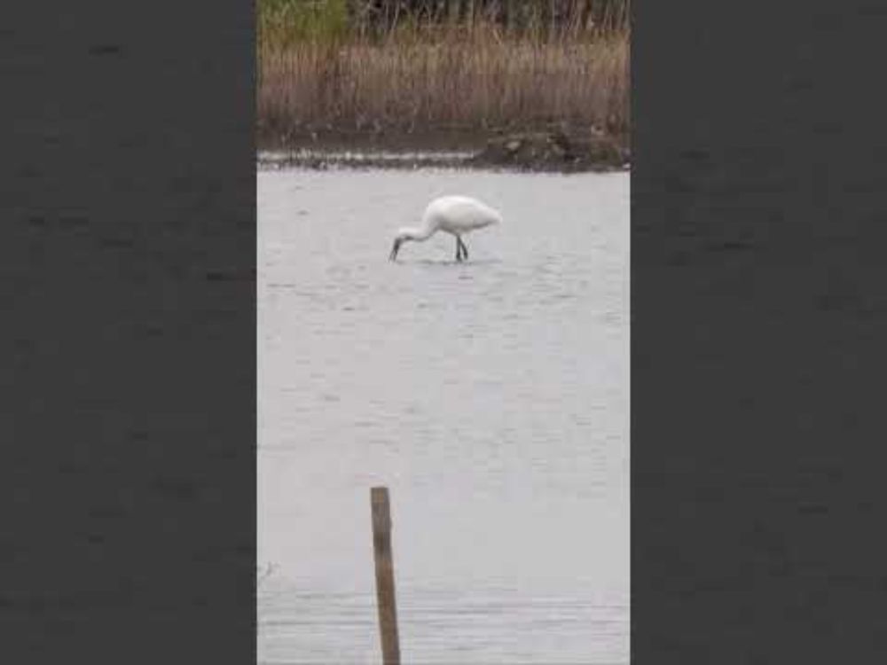 Spoonbills splashing around at @RSPBvideo St Aidan's Nature Reserve, Leeds. #birds #spoonbill