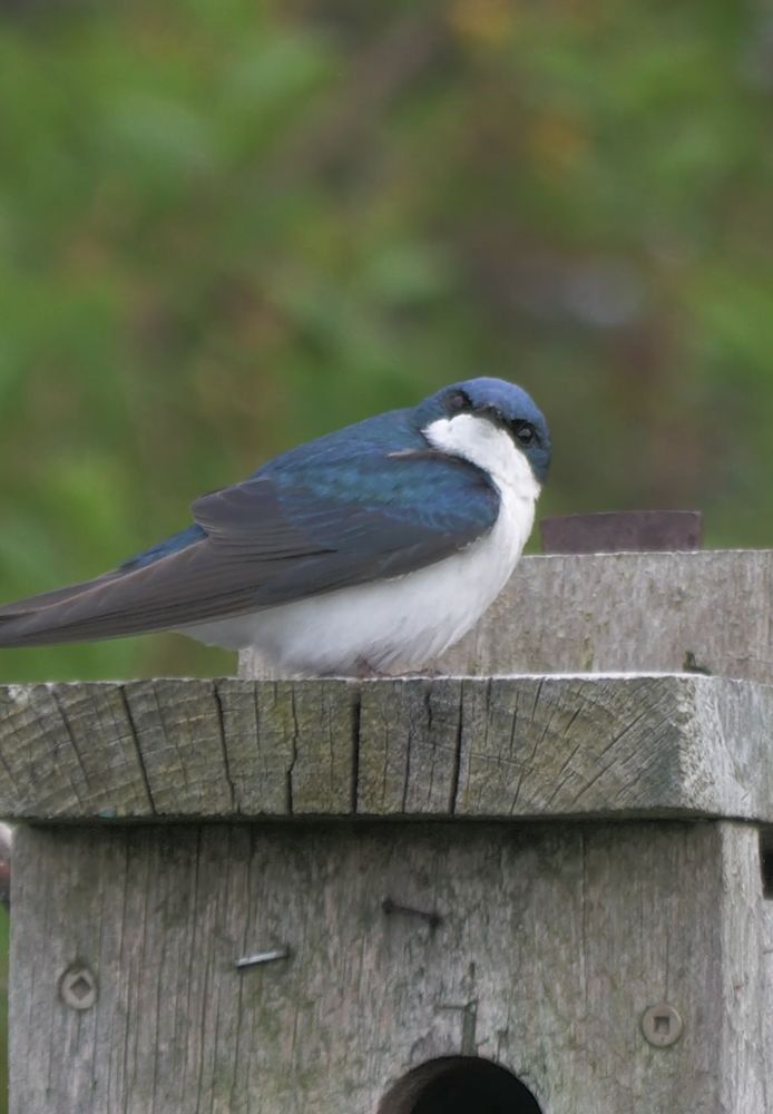 A tree sparrow on top of a bird box at Colonel Samuel Smith Park in Ontario, looking towards the camera.