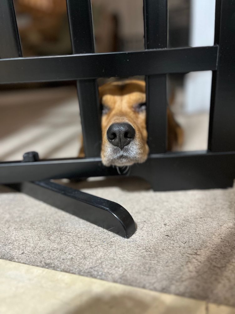 Photo of a beagle, leaning her head on a gate divider. Her face and snout slightly pops out in one of the spaces.