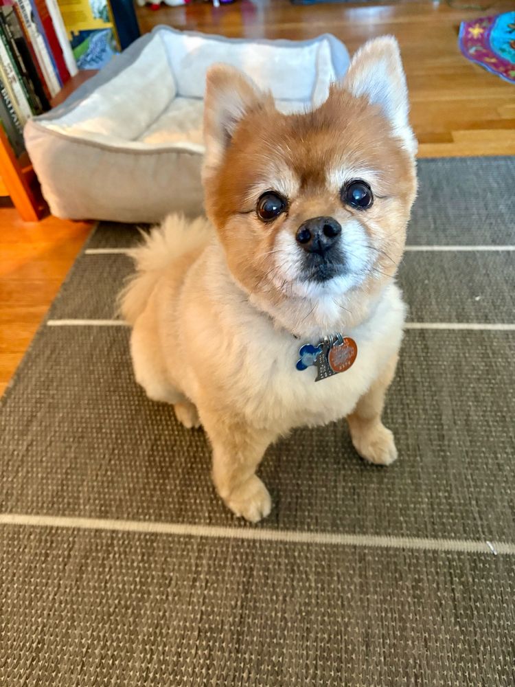 Light brown Pomeranian sitting politely