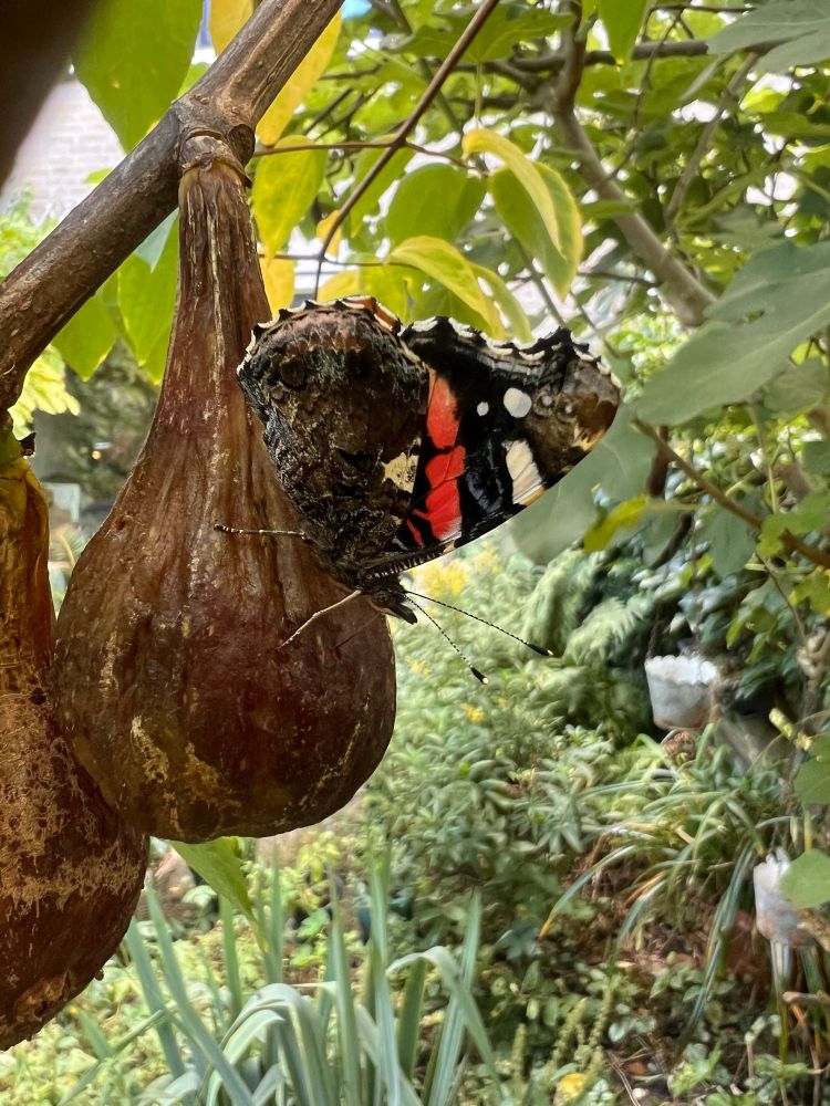 Atalanta op overrijpe vijg