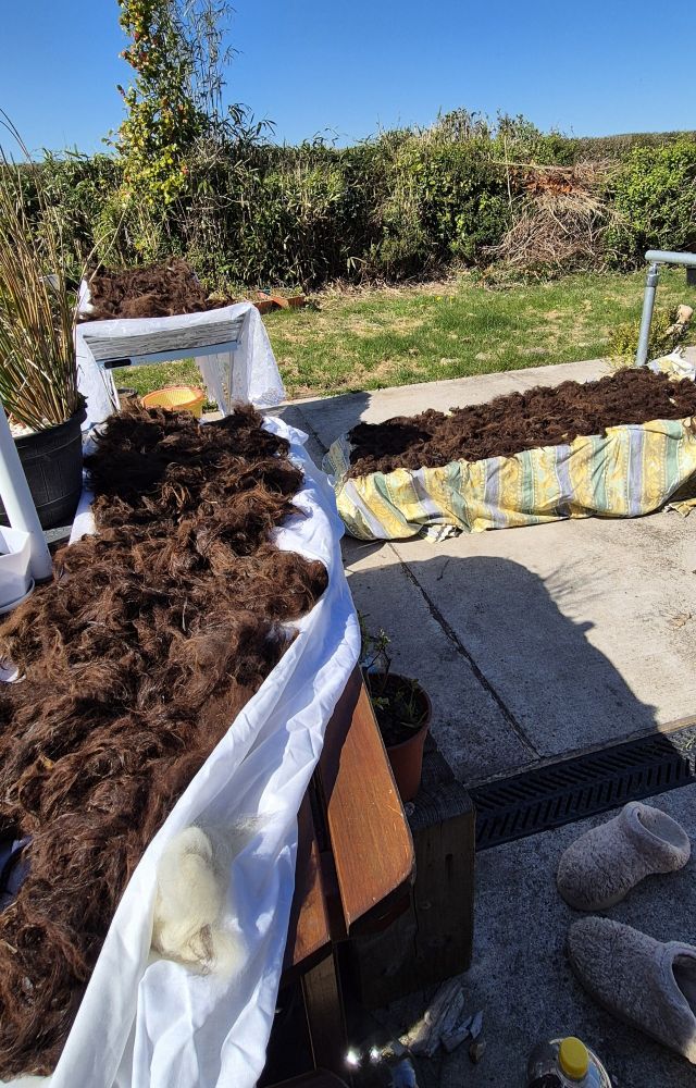 A shot of brown alpaca washed fibre drying on tables in the garden on a blue sky day
