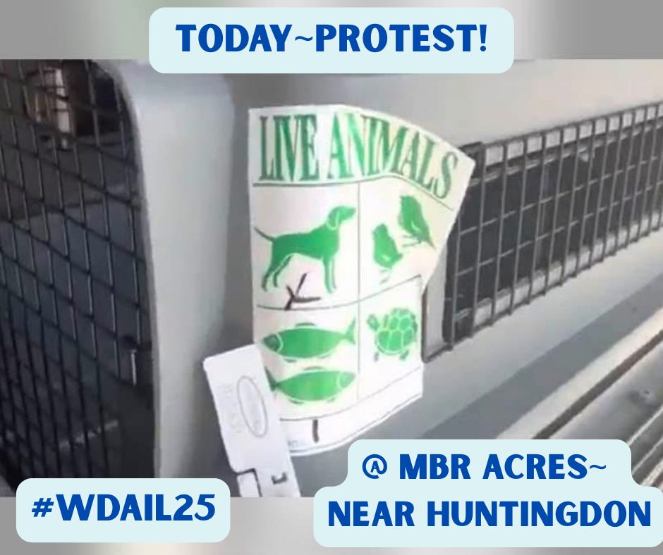 Image shows an animal crate, at Labcorp in Huntingdon, used for transporting animals to be poisoned to death.
The crate has a ‘live animals’ sticker attached to its side.
The image is advertising a protest at the dog breeders MBR Acres.