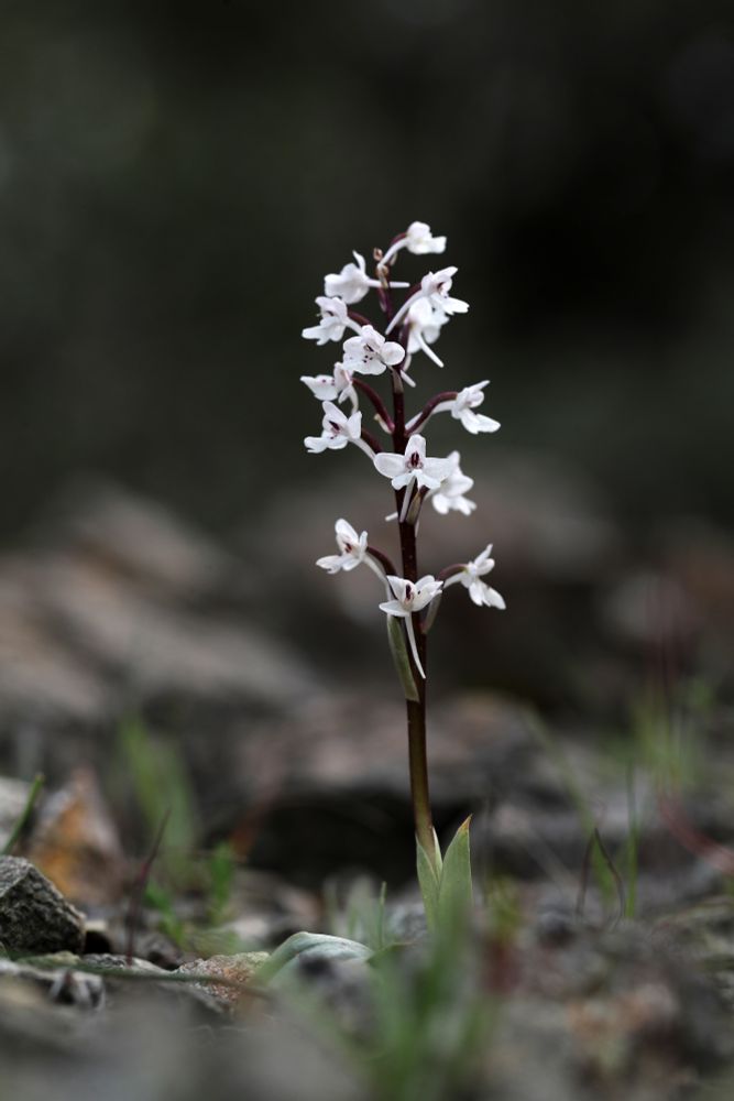 Orchis sezikiana © Jon Dunn

