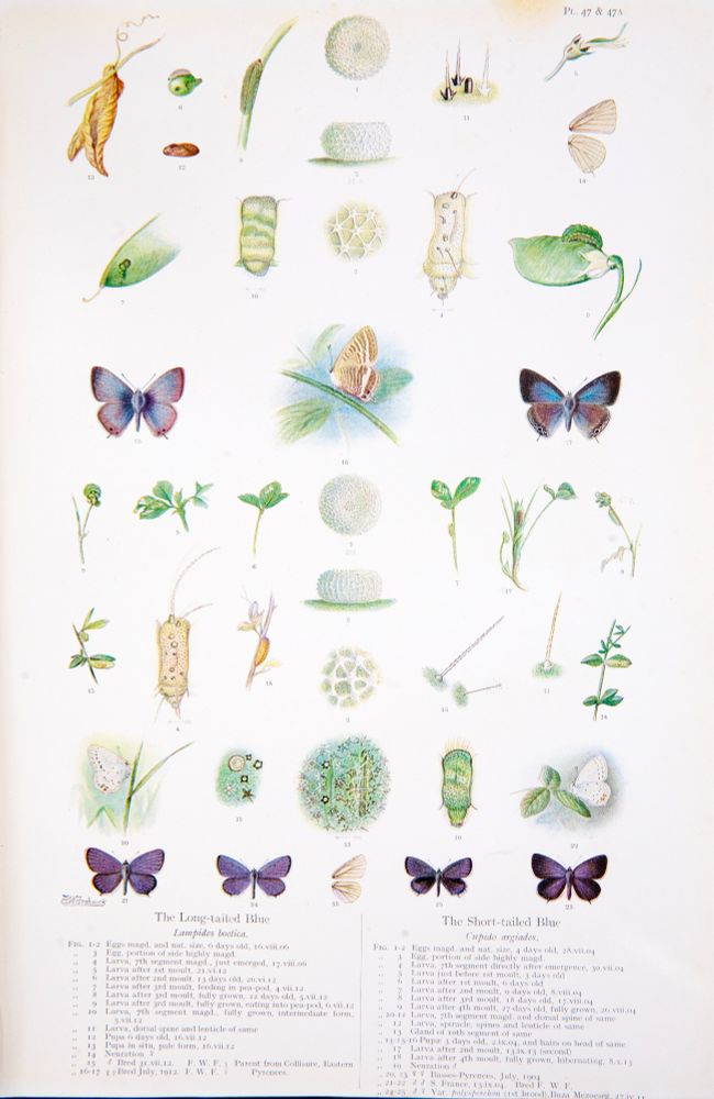 Plate 47 of FW Frohawk's 'Natural History of British Butterflies', featuring Long-tailed Blue (Lampides boeticus) & Short-tailed Blue (Cupido argiades)
