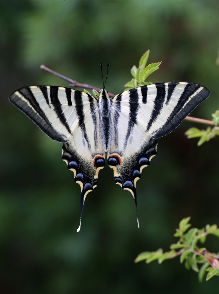 Iberian Scarce Swallowtail (Iphiclides feisthamelii) © Jon Dunn
