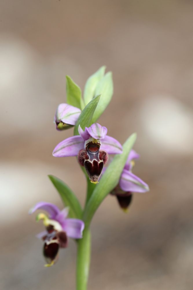 Ophrys lapethica © Jon Dunn
