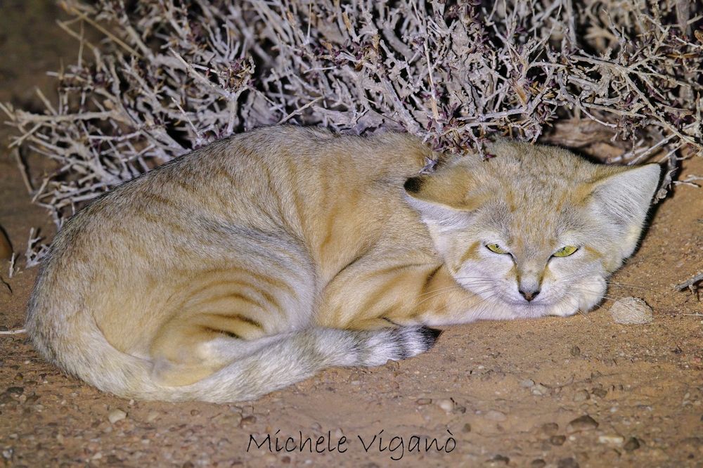 Sand Cat (Felis margarita) © Michele Viganò
