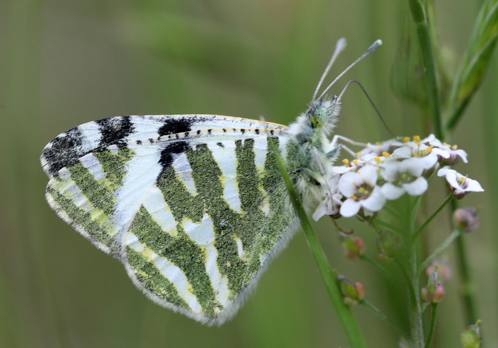 Green-striped White (Euchloe belemia) © Jon Dunn
