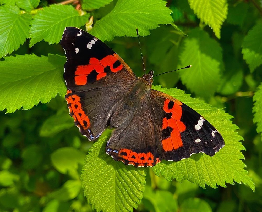 Canary Red Admiral (Vanessa vulcania) © Clive Burrows
