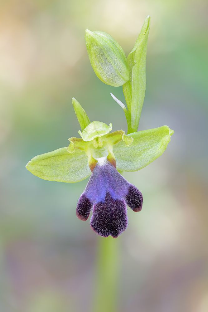 Ophrys mirabilis © Michele Viganò
