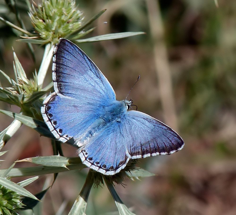 Azure Chalkhill Blue (Polyommatus caelestissimus) © David Moore