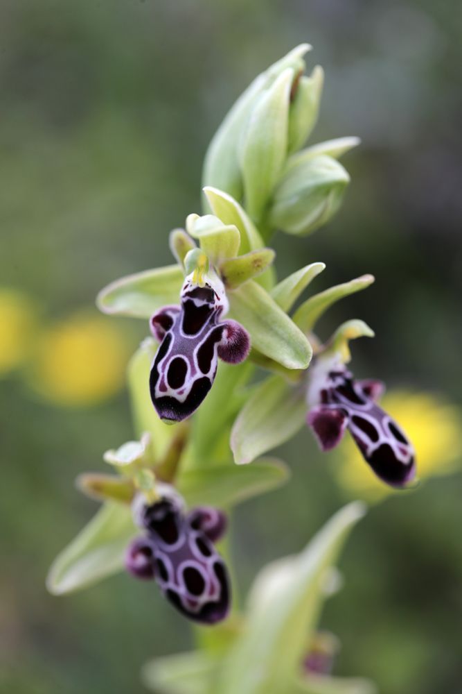 Ophrys kotschyi © Jon Dunn
