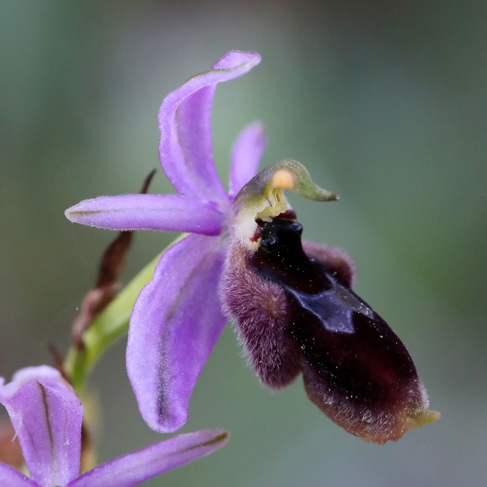 Ophrys lunulata © Jon Dunn