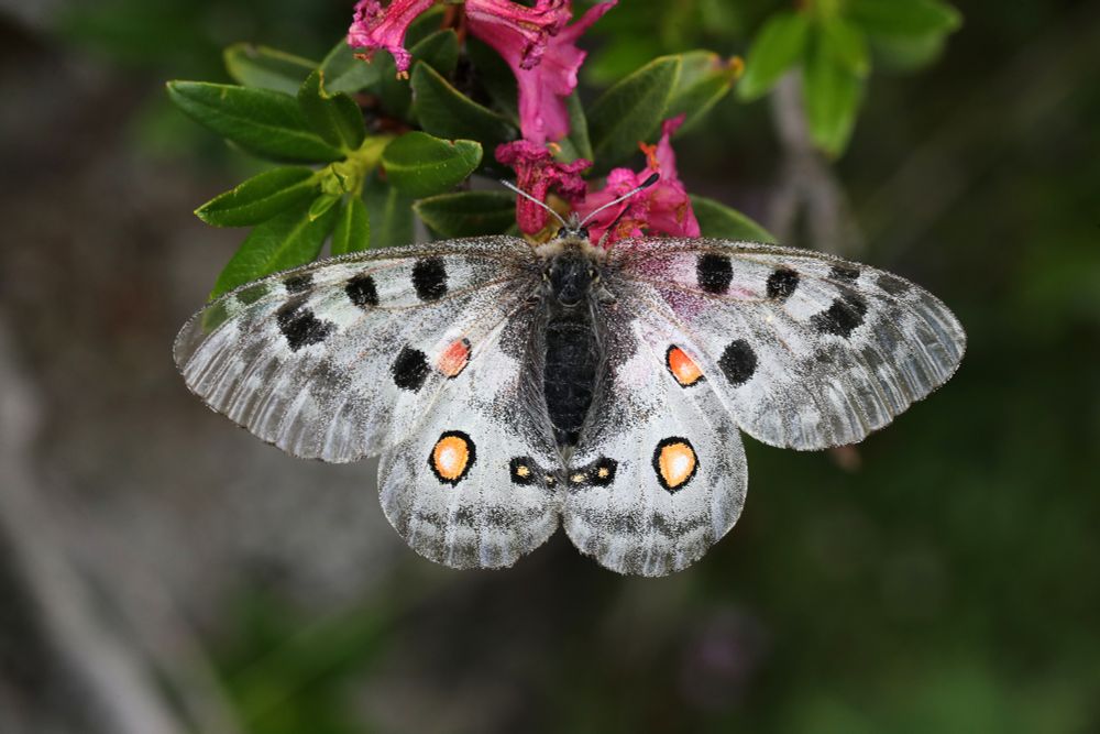 Apollo (Parnassius apollo) © Jon Dunn
