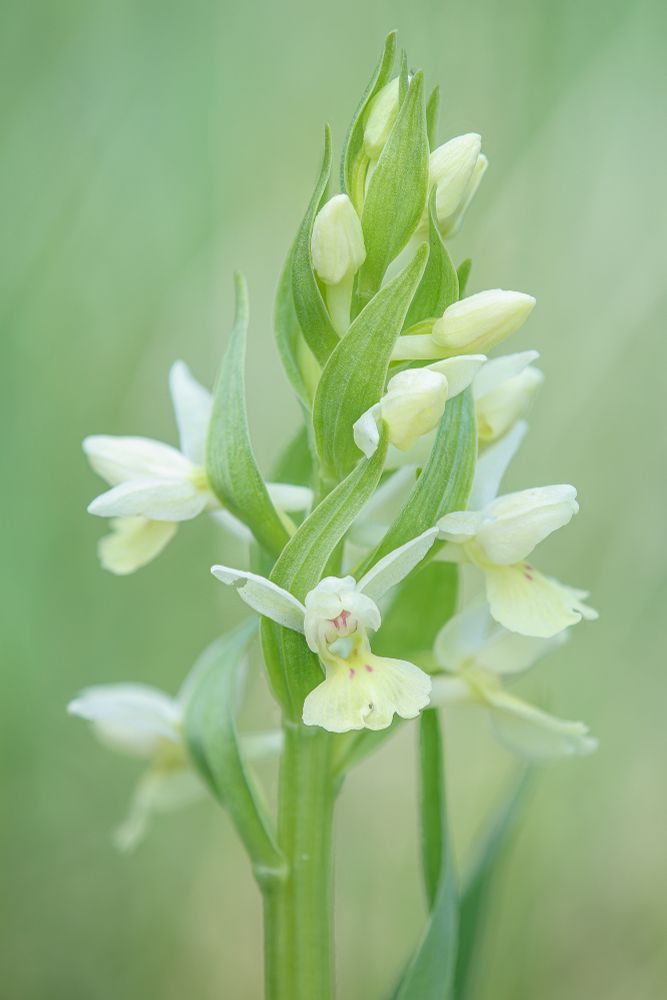 Dactylorhiza insularis © Michele Viganò
