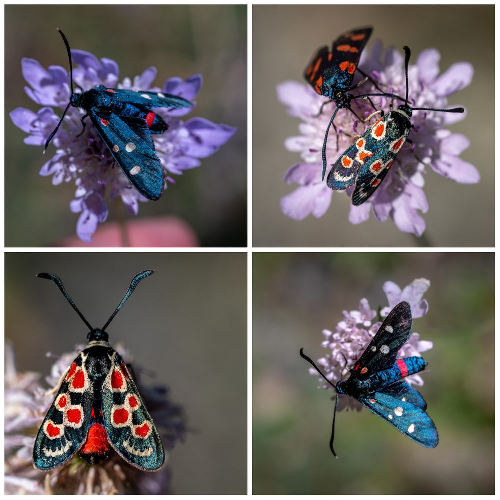 Burnet moths © Leo H
