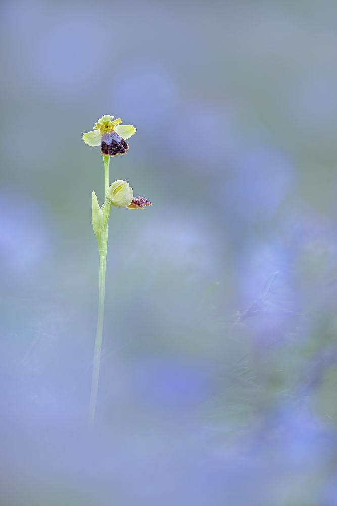 Ophrys ortuabis © Michele Viganò
