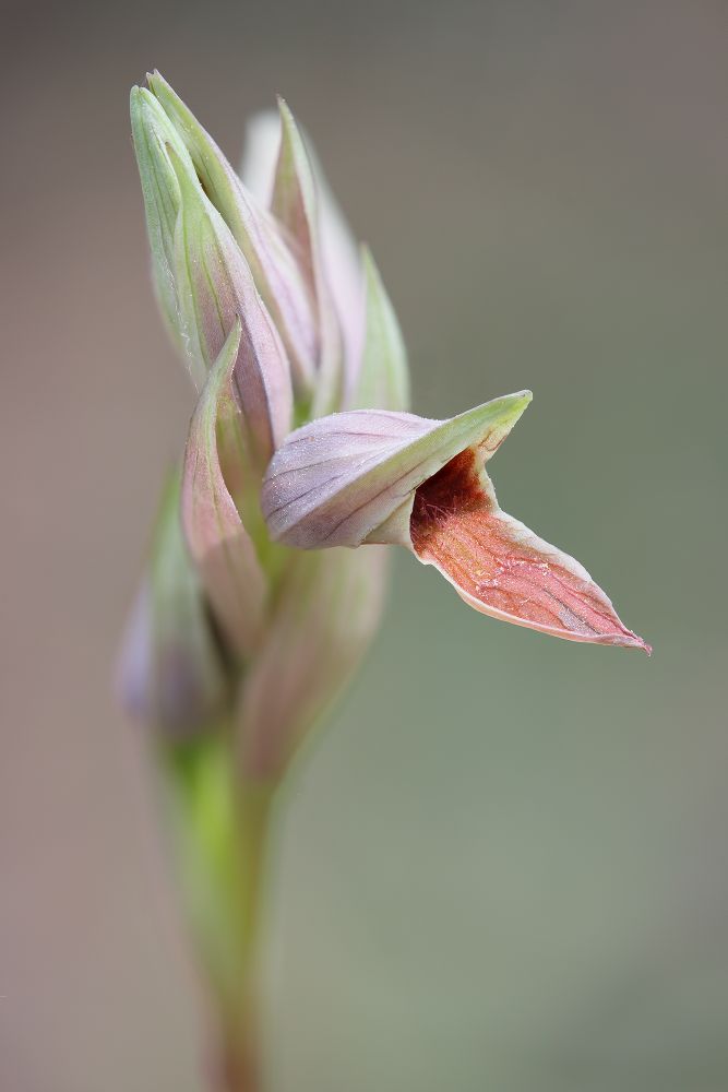 Serapias nurrica © Michele Viganò
