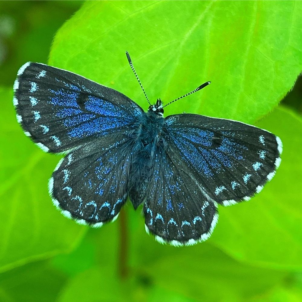 Chequered Blue (Scolitantides orion) © Clive Burrows
