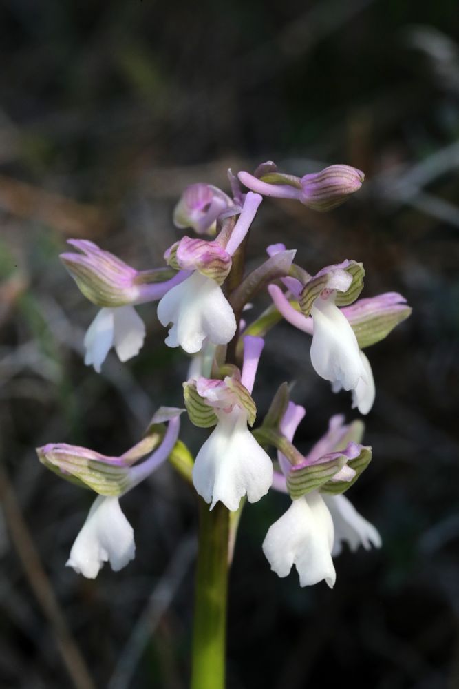 Anacamptis syriaca © Jon Dunn
