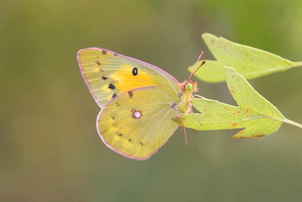 Lesser Clouded Yellow (Colias chrysotheme) © János Oláh
