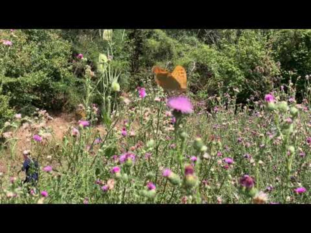 A thistle patch bursting with butterflies in Hungary