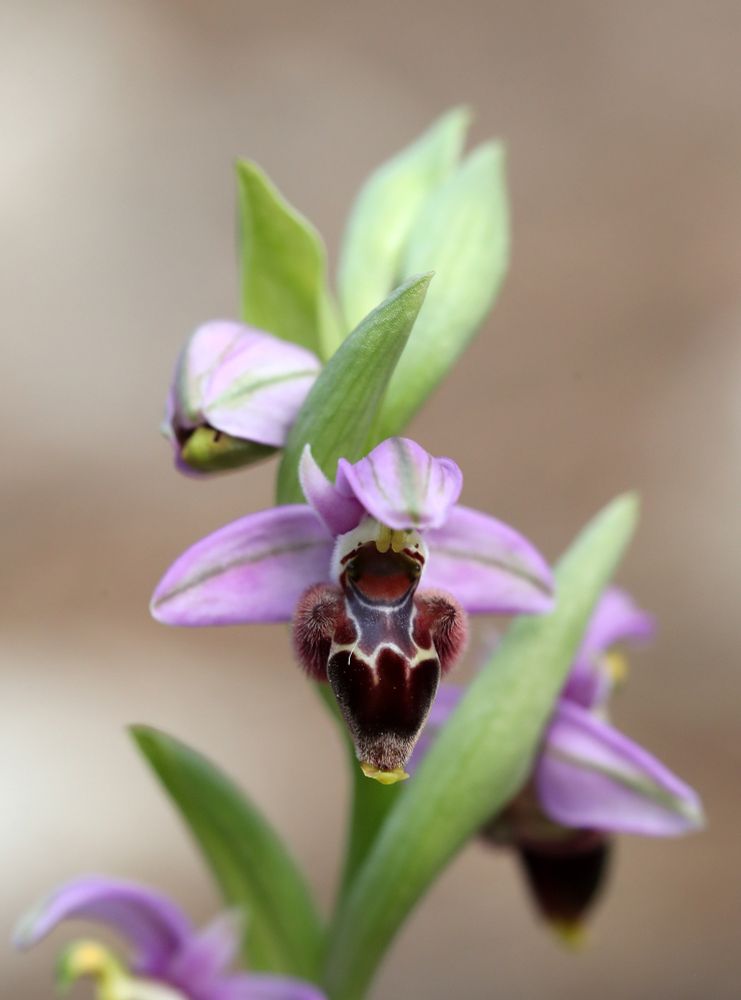 Ophrys lapethica © Jon Dunn
