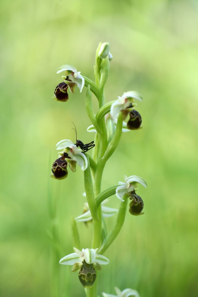 Ophrys umbilicata © Jon Dunn
